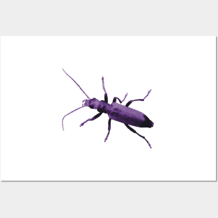 Purple Beetle Wharf Borer Posters and Art